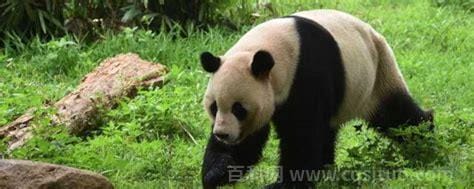 大熊猫是怎么走路的