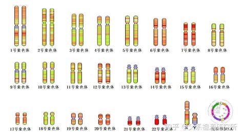 人类染色体组数