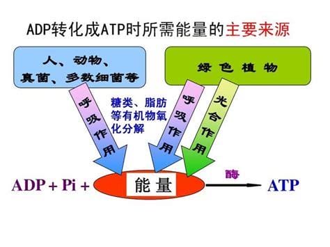 什么是atp简述其生物学功能