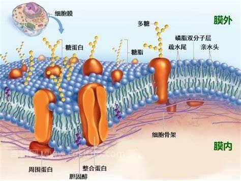 细胞膜的功能特点是什么