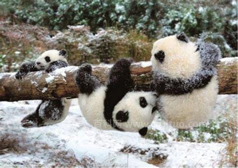大熊猫有冬眠的习惯吗