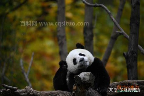 大熊猫的种类有哪些