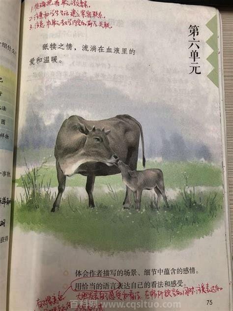 舐犊怎么读