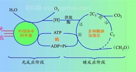 光合作用的化学方程式是什么