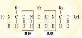 肽键是什么