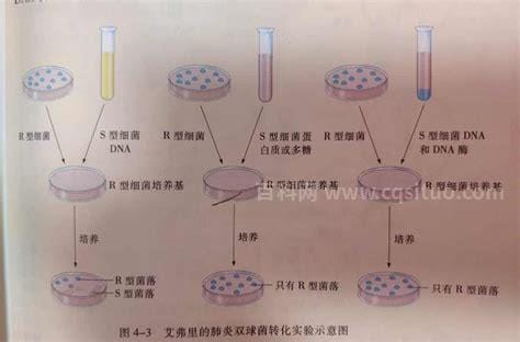 简述肺炎双球菌转化实验过程