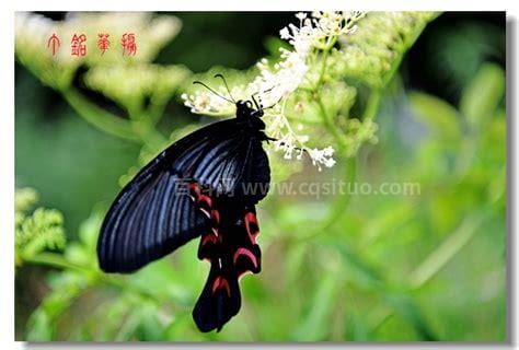 宽尾凤蝶是几级保护动物