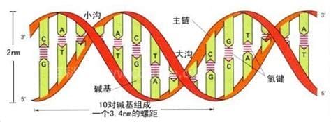 dna双螺旋结构特点