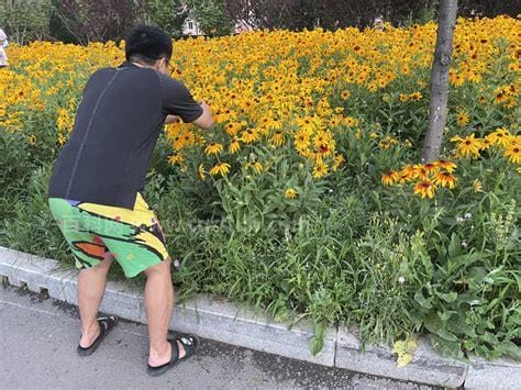 路边的野花不要采什么意思