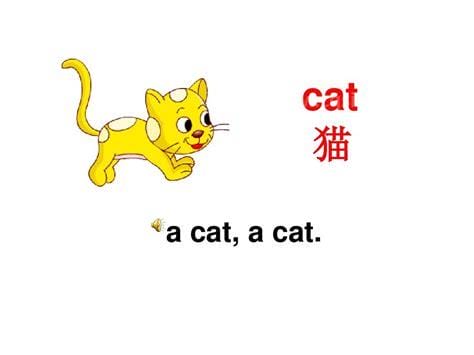 cat怎么读