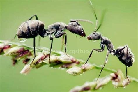 蚂蚁的生活环境是什么
