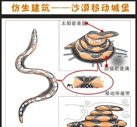 科学家从动物身上得到的启示