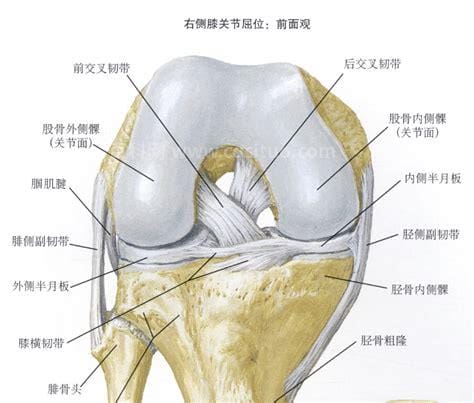 什么是韧带