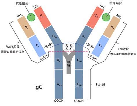 lgg抗体是什么意思