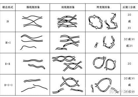 单倍体和一倍体的区别