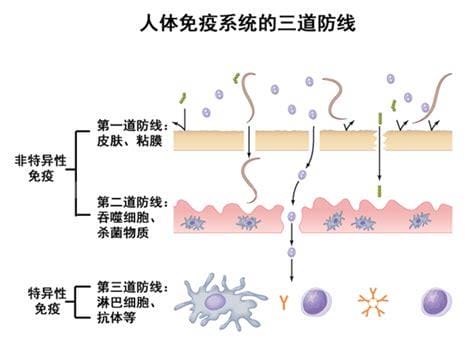 人体的三道防线是什么