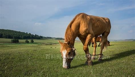 马的寿命一般有多长