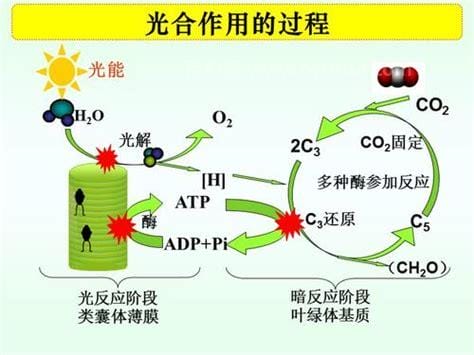 光合作用有哪些组织