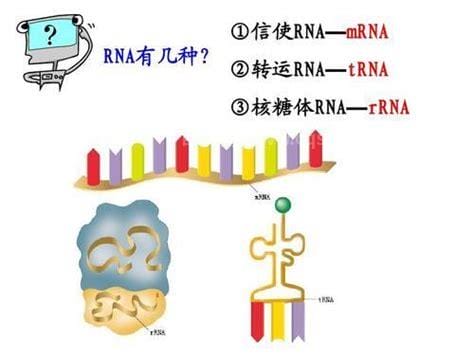 核糖体RNA的分布及其功能