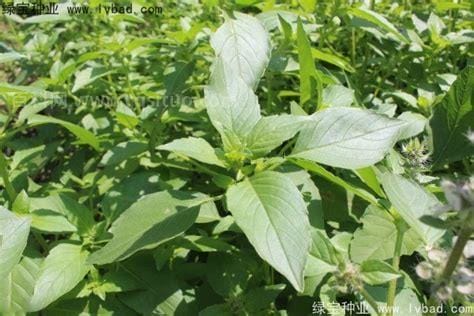 荆芥种子几天发芽（荆芥种子几天发芽是什么样的）