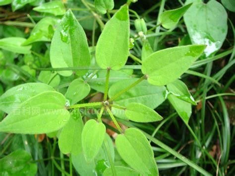 茜草根功效和作用（茜草根功效和作用简介）