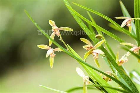 兰草花功效和作用（兰草花的功效作用）