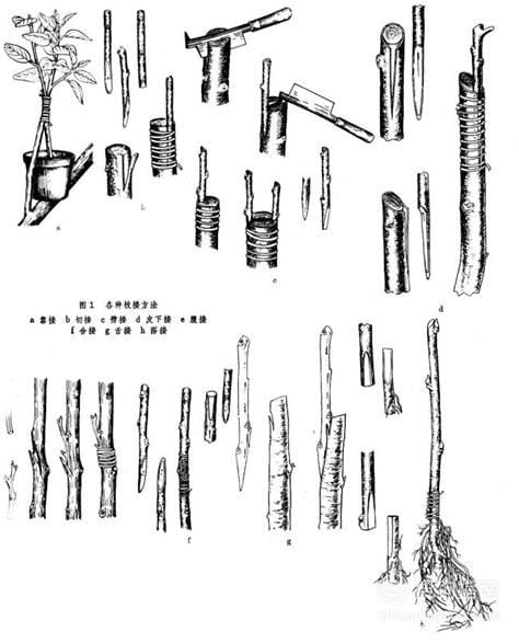 嫁接方法有哪些（嫁接方法有几种示意