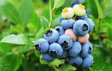 蓝梅种植适合什么土壤（蓝莓的种植环境）
