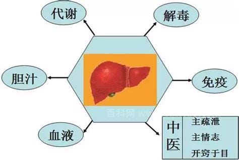 如何提高肝脏功能(如何提高肝脏功能增强肝脏功能)
