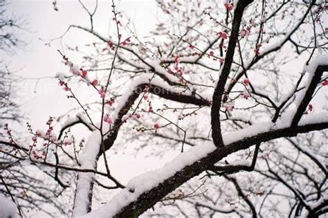 梅须逊雪三分白(梅须逊雪三分白的意思)