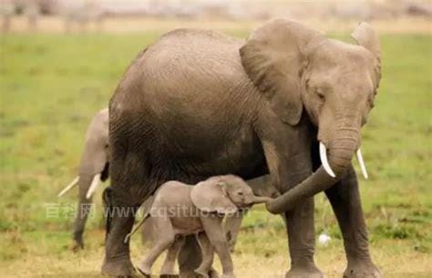 大象的寿命 大象的寿命多久