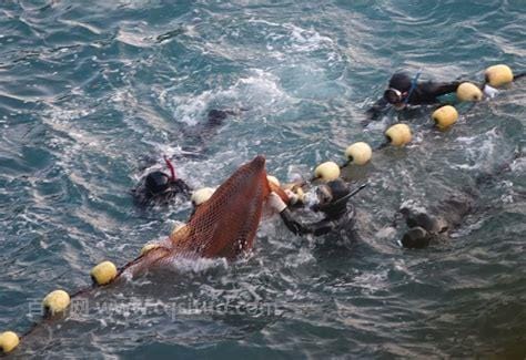 日本海豚湾事件(日本海豚湾事件还在继续吗)