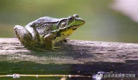 青蛙frog(青蛙frog英语怎么读)