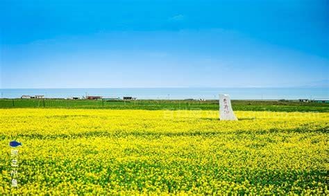 青海油菜花什么时候开（青海油菜花什么时候开放）