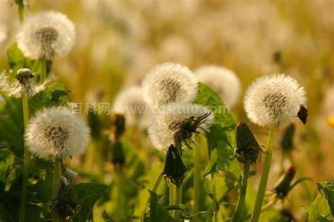 蒲公英种植时间（蒲公英种植时间及效益）