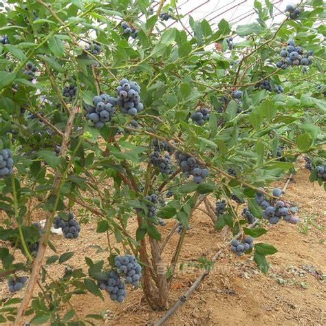 蓝梅蓝莓种植（蓝莓果树种植）