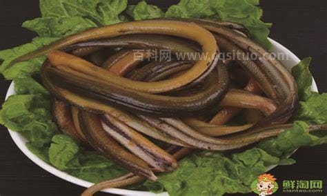 鳝鱼吃什么(鳝鱼吃什么食物)