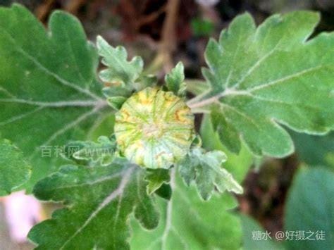 近种篱边菊全诗（近种篱边菊 秋来未著花全诗）