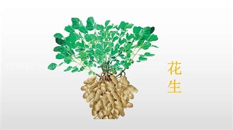 关于落花生的资料 有关落花生的资料