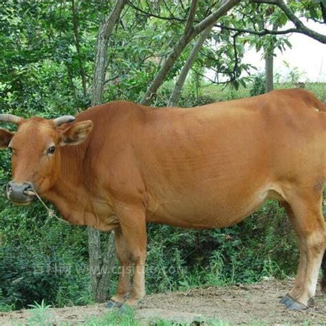 中国五大黄牛品种哪个最好养（我国最好黄牛种排名）