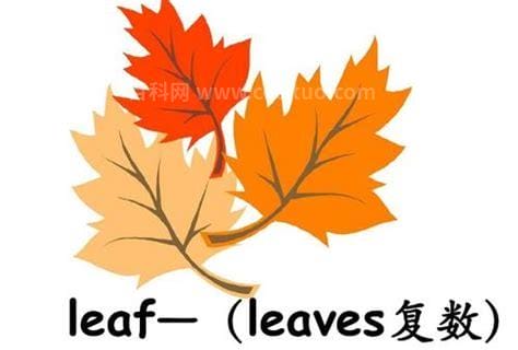 leaf的复数形式