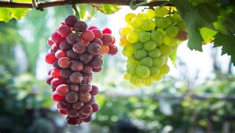 中原种植葡萄始于哪里哪个朝代
