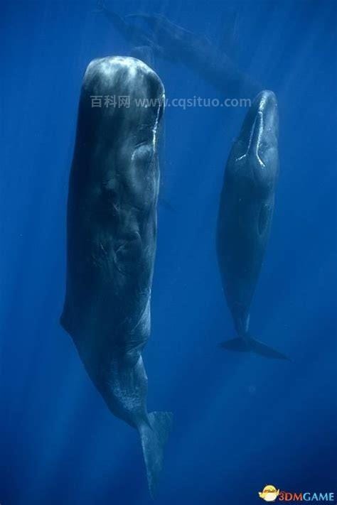 世界上最大的鲸鱼有哪些