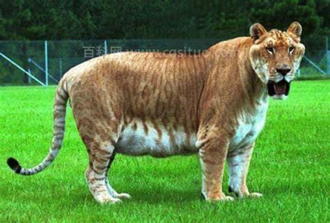 世界上最大的猫科动物是什么