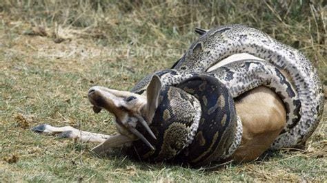 蟒蛇属于几级保护动物