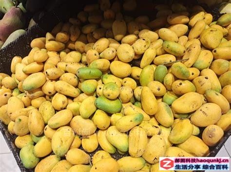 海南芒果什么季节成熟
