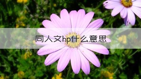 同人文hp什么意思