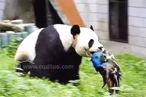 大熊猫一般吃什么(大熊猫吃人残忍图片)
