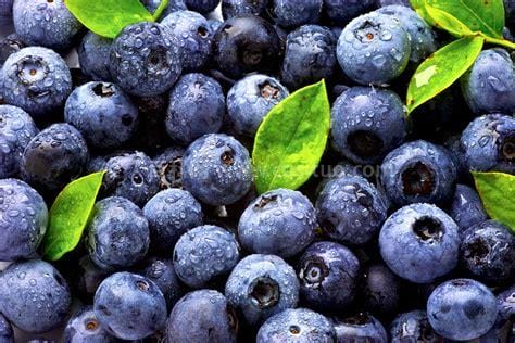 蓝莓怎么种植和管理（蓝莓的种植方法和技术）