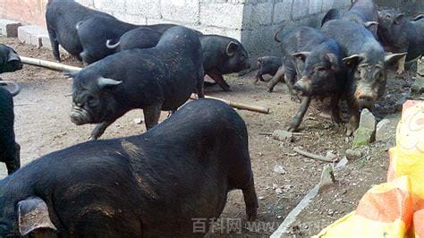 黑香猪养殖技术和注意事项